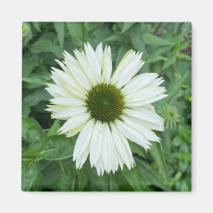 Ein Tipp zum Z-Magneten "Weiße und grüne Daisy" Magnet