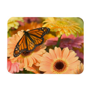 Ein Trauermantel Schmetterling Magnet