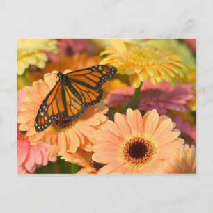 Ein Trauermantel Schmetterling Postkarte