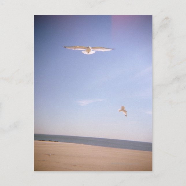 ein traumhaftes Bild von Möwen, die am Strand flie Postkarte (Vorderseite)