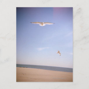 ein traumhaftes Bild von Möwen, die am Strand flie Postkarte