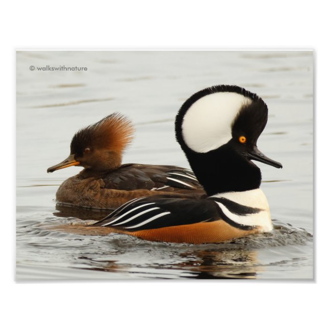 Ein Treffen gehobener Merganser Fotodruck (Vorne)