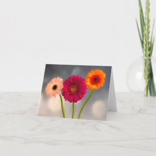 Ein Trio der geklappten Gerberas-Grußkarte Karte