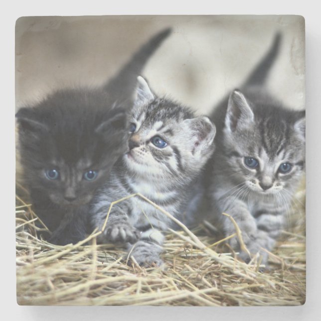Ein Trio von Kittens Nesseled Steinuntersetzer (Vorderseite)