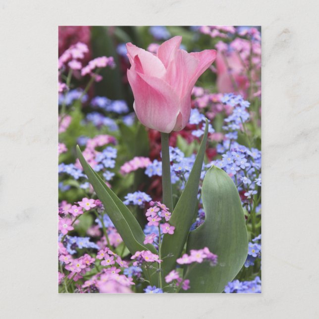 Ein Tulp in den Luxembourg Gardens, Paris, Frankre Postkarte (Vorderseite)
