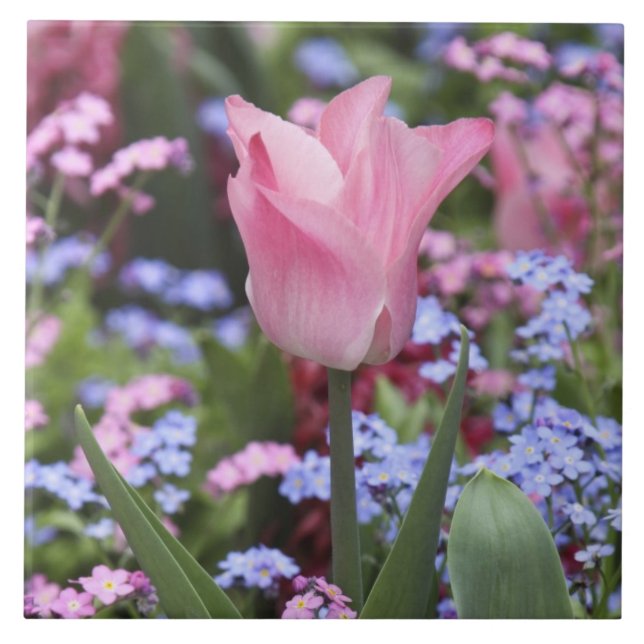 Ein Tulpe in Luxemburg Gardens, Paris, Frankreich Fliese (Vorderseite)