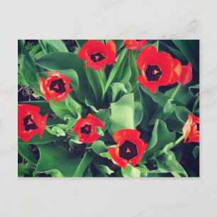 Ein Tulpenstrauß im Garten Postkarte