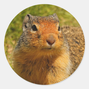 Ein Twitscherstäbchen-Eichhörnchen aus der Columbi Runder Aufkleber