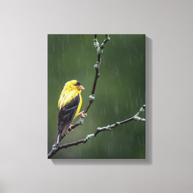 Ein unglücklicher Goldfinch Leinwanddruck (Vorderseite)