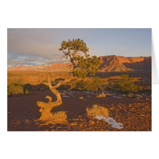 Ein Utah Juniper Juniperus Osteosperma) (Vorderseite (Horizontal))