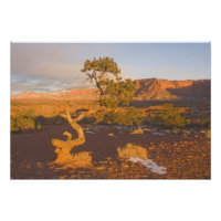 Ein Utah Juniper Juniperus Osteosperma)