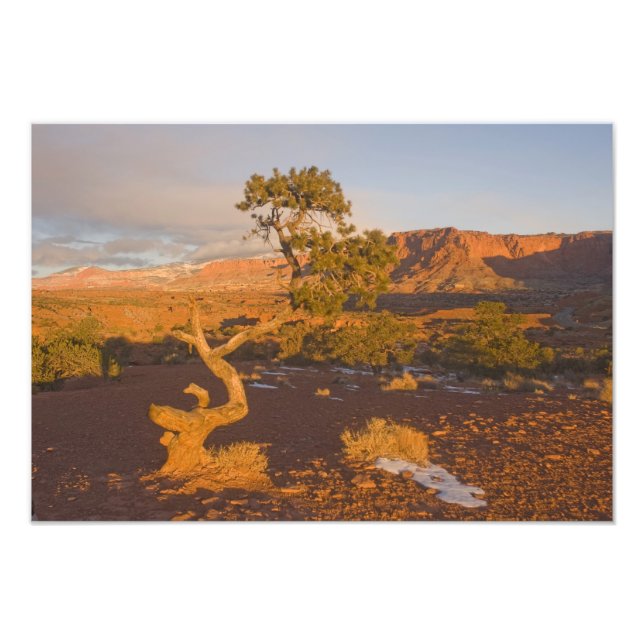 Ein Utah Juniper Juniperus Osteosperma) Fotodruck (Vorne)