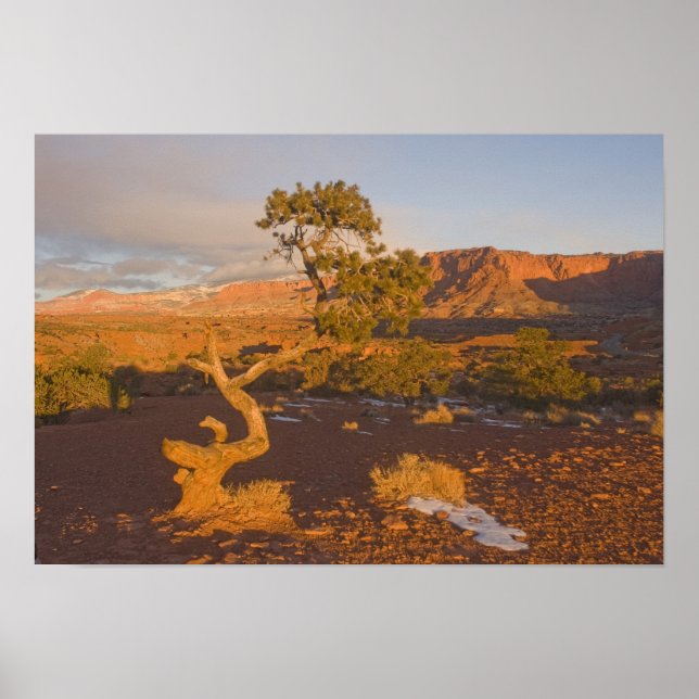 Ein Utah Juniper Juniperus Osteosperma) Poster (Vorne)