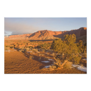 Ein Utah-Wacholder (Juniperus osteosperma)-Baum in Fotodruck