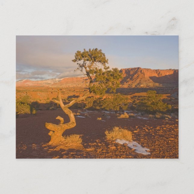 Ein Utah-Wacholder (Juniperus osteosperma)-Baum in Postkarte (Vorderseite)