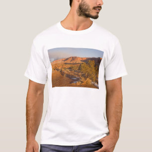 Ein Utah-Wacholder (Juniperus osteosperma) Baum in T-Shirt