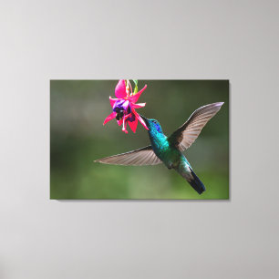 Ein Veilchenohrkolibri im Wolkenwald Leinwanddruck