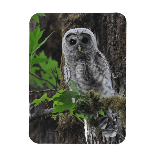 Ein verschwommenes Baby mit Barred Owlet Magnet (Vertikal)