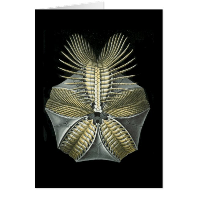 Ein versteinerter Seeigel (Vorne)