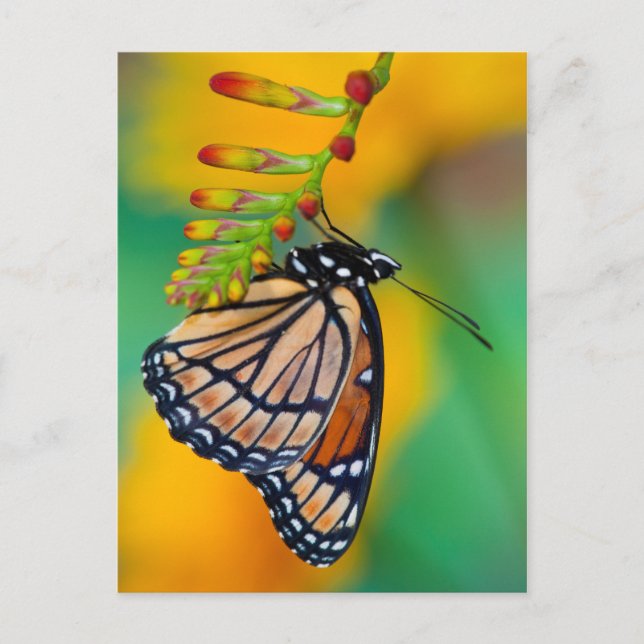 Ein Viceroy Butterfly auf Blume Postkarte (Vorderseite)