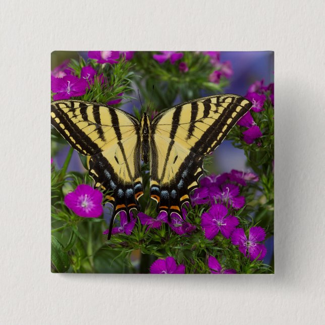 Ein Viceroy Butterfly auf dunkelrosa Blume Button (Vorderseite)