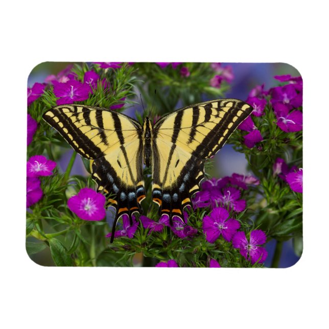 Ein Viceroy Butterfly auf dunkelrosa Blume Magnet (Horizontal)