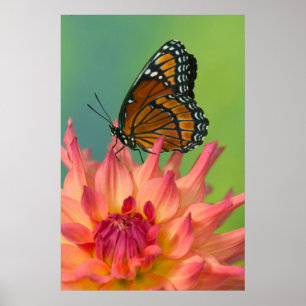 Ein Viceroy Butterfly auf Zinnia Poster