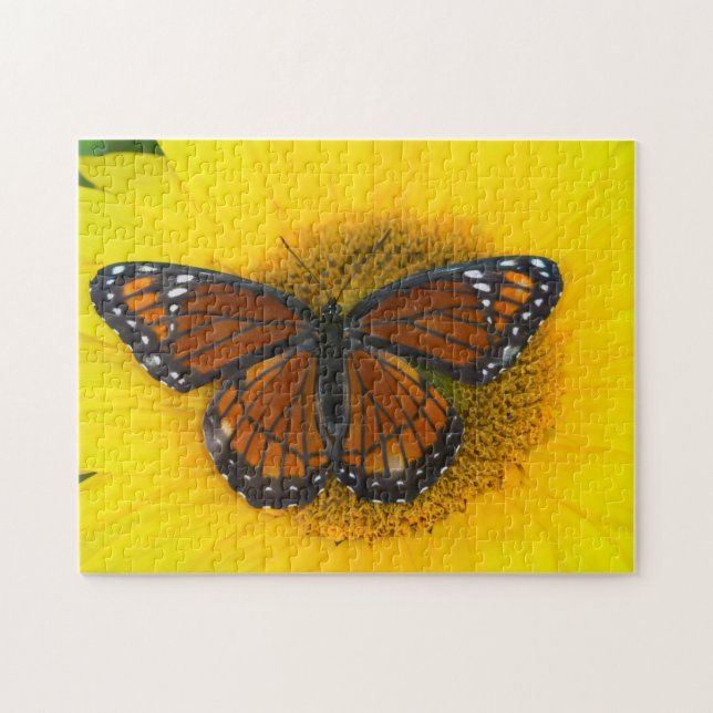 Ein Viceroy Butterfly | Limenitis Archippus (Horizontal)