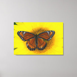 Ein Viceroy Butterfly   Limenitis Archippus Leinwanddruck