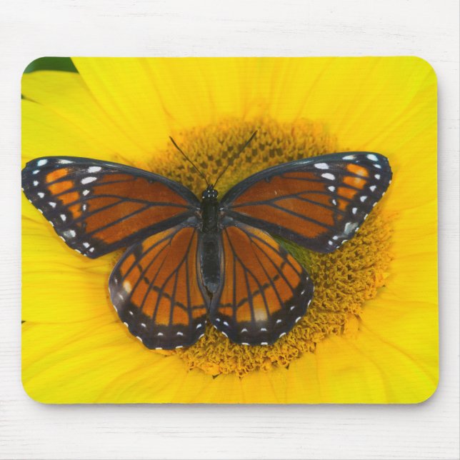 Ein Viceroy Butterfly | Limenitis Archippus Mousepad (Vorne)