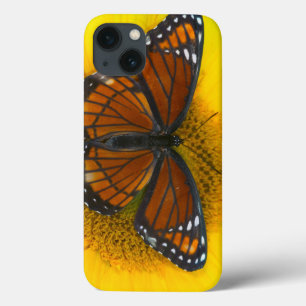 Ein Vizekönig-Schmetterling Limenitis Archippus Case-Mate iPhone Hülle