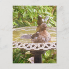 Ein Vogel im Bad Postkarte