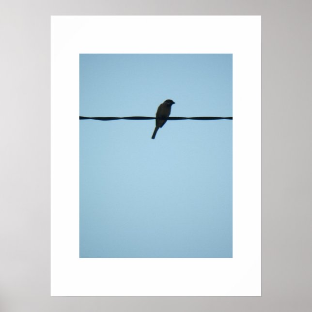 Ein Vogel/Poster Poster (Vorne)