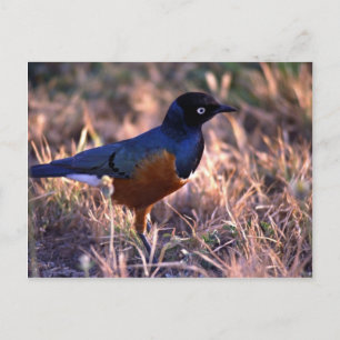 Ein Vogel strahlt in der Morgensonne blau aus Postkarte