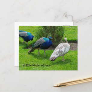 "Ein Vögelchen hat mir zugeflüstert ..." Pfauen-Po Postkarte