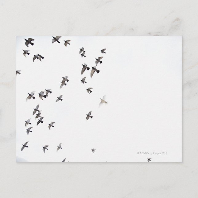 Ein Vogelschwarm fliegt am Himmel Postkarte (Vorderseite)