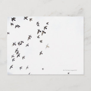 Ein Vogelschwarm fliegt am Himmel Postkarte
