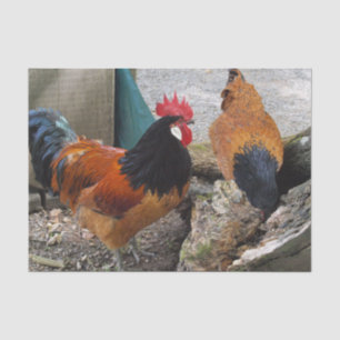 Ein Vorwerks Huhn-Paare, Hahn-und Henne-Essen Seidenpapier
