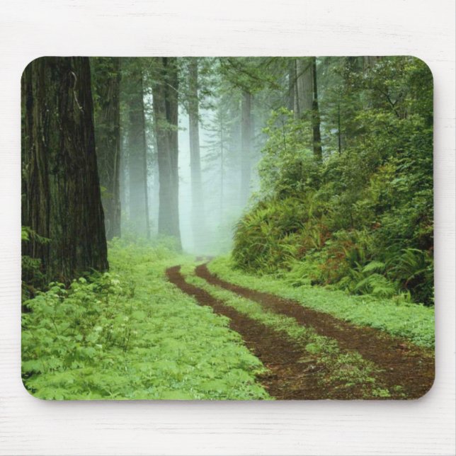 Ein Waldweg in Redwoods Staat Park, Kalifornien. Mousepad (Vorne)