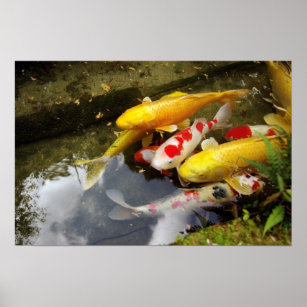 Ein Wasserweg voller japanischer Koi-Karpfen Poster