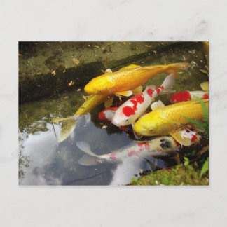 Ein Wasserweg voller japanischer Koi-Karpfen Postkarte