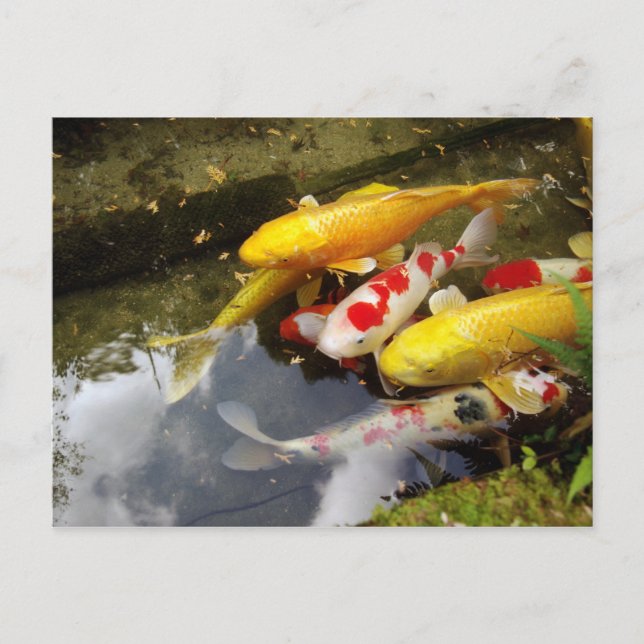 Ein Wasserweg voller japanischer Koi-Karpfen Postkarte (Vorderseite)