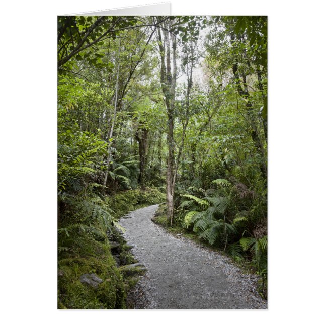 Ein Weg durch einen Regenwald am Fuße (Vorne)
