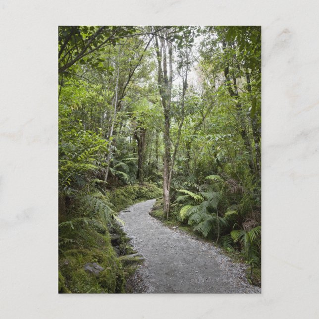 Ein Weg durch einen Regenwald am Fuße Postkarte (Vorderseite)
