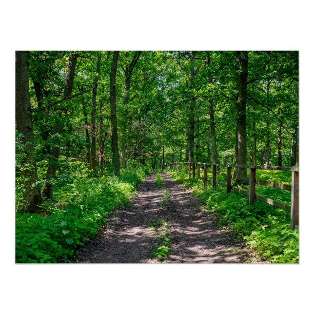 Ein Weg im grünen Wald Poster (Vorderseite)