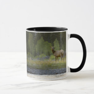 Ein weiblicher Elch steht, betrachtend die Kamera Tasse