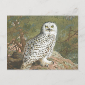 Ein weiblicher Schneeeule von Archibald Thorburn Postkarte