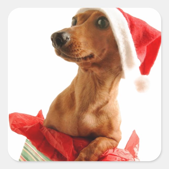 Ein Weihnachtsfest in sehr Dackel Quadratischer Aufkleber (Vorderseite)