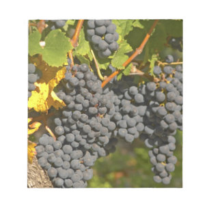 Ein Wein mit reifen Merlot Traubensorten - Schloss Notizblock