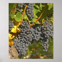 Ein Wein mit reifen Merlot Traubensorten - Schloss